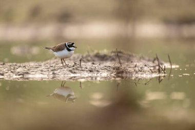 Beyaz kuyruklu kuş (motacilla alba) doğal bir yaşam alanında