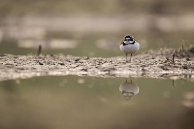 Şirin bir kuşun seçici görüntüsü.