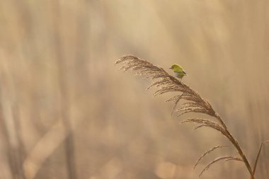 Kuru bir dala tünemiş bir kuşun seçici odak noktası.