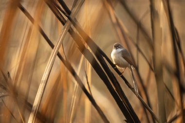Ağacın dalındaki beyaz kuş