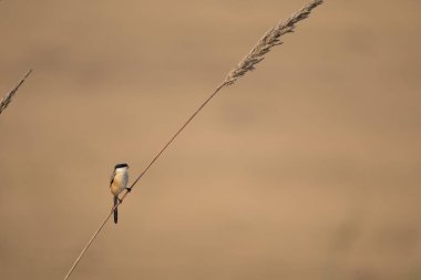 Ormandaki güzel beyaz bir kuşun yakın çekimi.