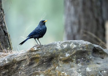 Mavi kuş bir dal üzerinde tünemiş