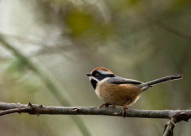 Ağaç dalı üzerinde oturan büyük baştankara