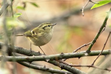 Ormandaki Küçük Kuş