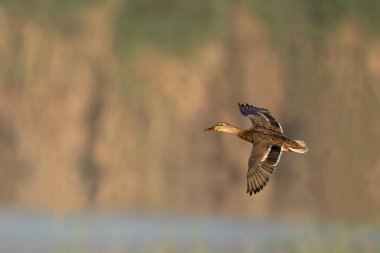Günün erken saatlerinde dişi yaban ördeği sessiz suyun üzerinde alçaktan uçar.
