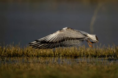 Doğal sulak arazi ayarı, gölün üzerinden yükselen siyah başlı martıyı yakalar.