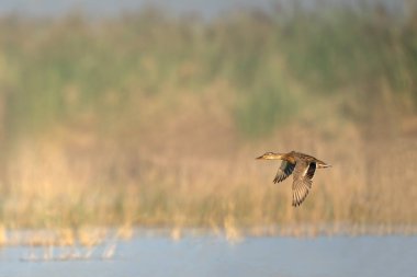 Doğal göl habitatı dişi yaban ördeğinin güvenle uçtuğunu gösteriyor.