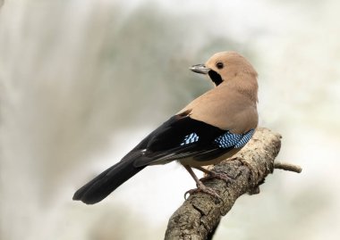 Avrasyalı bir Jay kuşunun sinematik yaban hayatı fotoğrafı. Bir orman tüneğinde otururken ikonik mavi ve siyah kanat tüylerini vurguluyor..