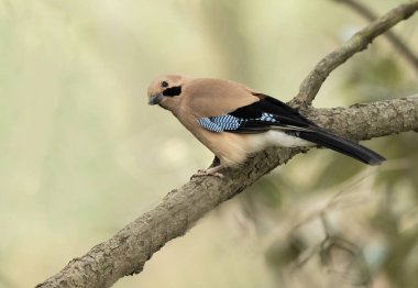 Avrasya kuşunun yapraklı ağaçların arasına tünemesi