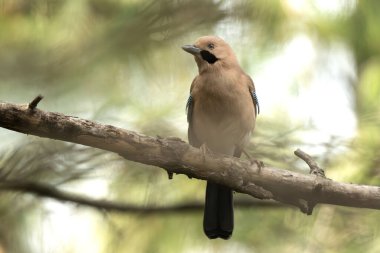 Avrasya kuşları ormandaki doğal orman atmosferiyle çevrili tetikte dururlar.