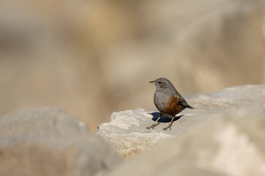 Bir kayanın üzerine tüneyen Alp Aktörü, barışçıl ve geniş bir atmosferle doğal ortamında yakalandı..