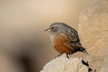 Barışçıl ve geniş bir atmosferle doğal ortamında yakalanmış bir kaya parçasının üzerine tüneyen bir Alp Aktörü üzerine keskin bir odaklanma..