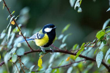 A sharp focus on a Green-backed Tit as it perches on a branch, captured in its natural wild habitat with a peaceful, atmospheric background.