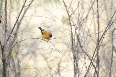 Tünemiş beslenme sahnesi turuncu ispinoz sükuneti ve uyanıklığı yakalar.