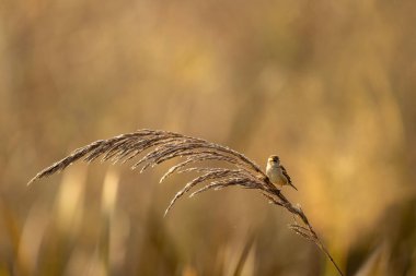 Sind Sparrow 'un sinematik yakın çekimi sallanan bir sapın üzerinde dengeleniyor.