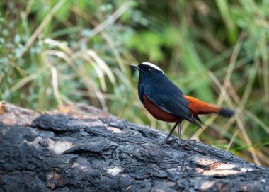 Doğal orman bileşimi, suyun barışçıl bir şekilde tünediğini gösteriyor.