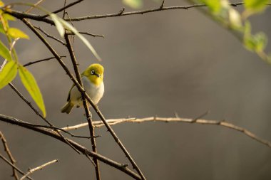 Hint beyaz gözü tüneğin üzerinde dingin bir yaban hayatı anı yaratır.