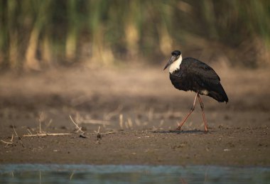 Yalnız Asyalı, yün boyunlu leylek şafak vakti çimenli bir kıyıda duruyor..