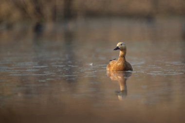Ruddy Shelduck sabahın erken saatlerinde cam bir göl yüzeyinde yüzüyor..