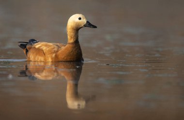 Gün doğumunda gölün durgun sularında süzülen Ruddy Shelduck 'in yakın çekimi.