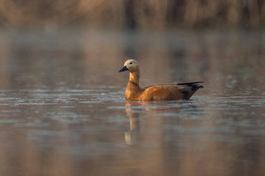 Ruddy Shelduck 'in yakın çekimi Sakin bir gölde mükemmel bir yansıması var.