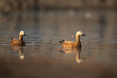Bir çift Ruddy Shelduck sabahın erken saatlerinde sulak bir göletin cam yüzeyinde zarif bir şekilde süzülür..