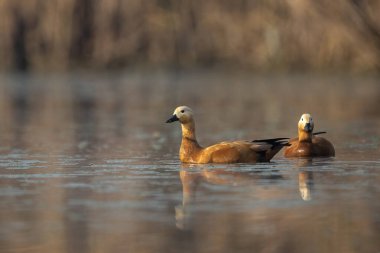 Ruddy Shelduck altın bir gündoğumunda sakin sularda süzülüyor..