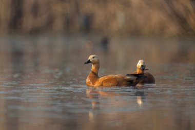 Sabah sisi, bu büyük, kaz benzeri ördeklerin vahşi yaşam alanlarındaki görüntülerine ruhani bir kalite katıyor..