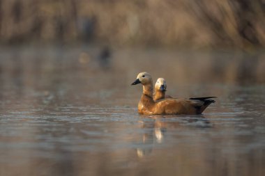 Sabah sisi, bu büyük, kaz benzeri ördeklerin vahşi yaşam alanlarındaki görüntülerine ruhani bir kalite katıyor..