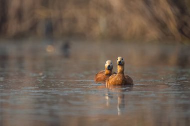 Ruddy Shelduck çifti şafak vakti sakin sulak bir gölde yüzüyor..