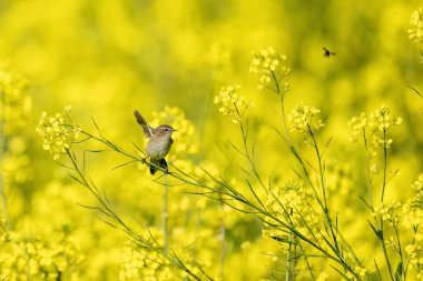 Çiçek açan bir hardal tarlasının geniş manzarası küçük bir Chiffchaff ile.