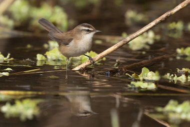 Bıyıklı bülbüller, sazlıklar arasında sakin sulak arazi ortamında tetikte bekliyor.