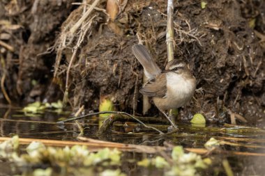 Yoğun sazlı çerçeveler bıyıklı bülbül sığ bataklık suyunun yanında sessizce dinleniyor.