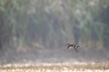 Şafakta kanat çırpan bir ördeğin detaylı vahşi yaşam görüntüsü.