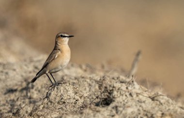 Isabelline Wheatear Oenan isabellina 'nın detaylı portresi