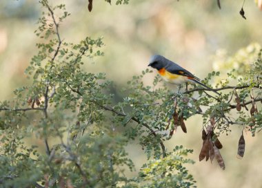 Küçük bir Minivet 'in zarif bir görüntüsü, çarpıcı renkleri bir orman ağacının koyu kabuğuna çok güzel zıt..