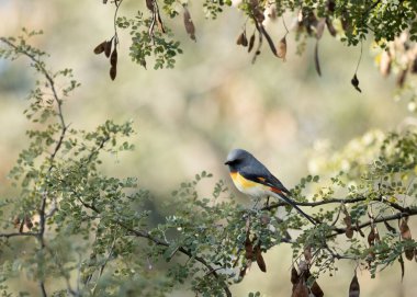 Canlı Küçük Minivet Pericrocotus tarnamomeus tepe örtüsünde yiyecek arıyor.