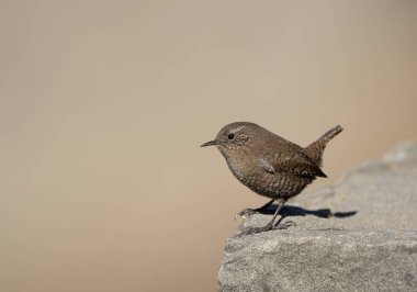 Avrasya levrekleri kayanın üzerinde duruş dengesini ve sakin orman davranışlarını gösteriyor.