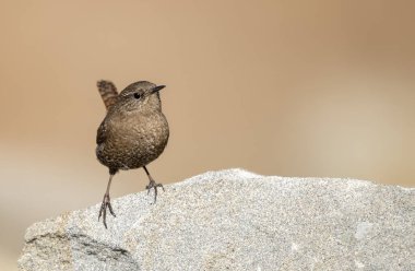 Taşların arasında tünemiş Avrasya çalıkuşu güven farkındalığı ve istikrar gösteriyor