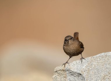 Taşların arasında tünemiş Avrasya çalıkuşu güven farkındalığı ve istikrar gösteriyor