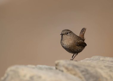 Avrasya çalıkuşu kayada durakladı. Denge ve kontrol gösteriyor.