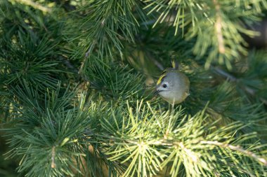 Minik Goldcrest Regulus Regulus bir çam dalında böcek arıyor.