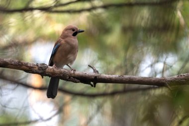Avrasya kuşları sessiz sedasız ormanın içine tüneyerek alarm durumuna geçtiler.