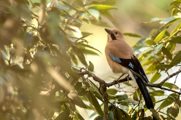 Avrasya kuşunun yapraklı ağaçların arasında huzur içinde tünediği sessiz ormanlık.