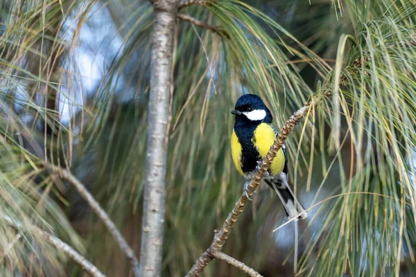 An elegant Green-backed Tit bird perched on a horizontal branch, with its striking yellow and black patterns standing out against the forest.