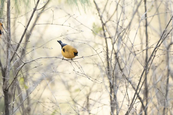 Tünemiş beslenme sahnesi turuncu ispinoz sükuneti ve uyanıklığı yakalar.