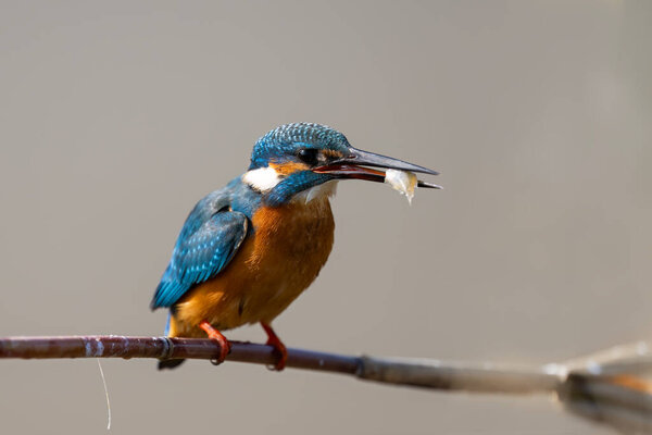 Close-up of a Common Kingfisher perched with a fish in its beak near a lake.