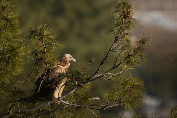 Himalaya Griffon Akbabası 'nın detaylı görüntüsü, güçlü pençelerini yakalıyor, yüksek bir ormandaki kalın bir ağaç dalını tutuyor..