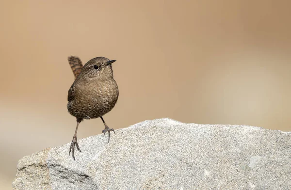 Taşların arasında tünemiş Avrasya çalıkuşu güven farkındalığı ve istikrar gösteriyor
