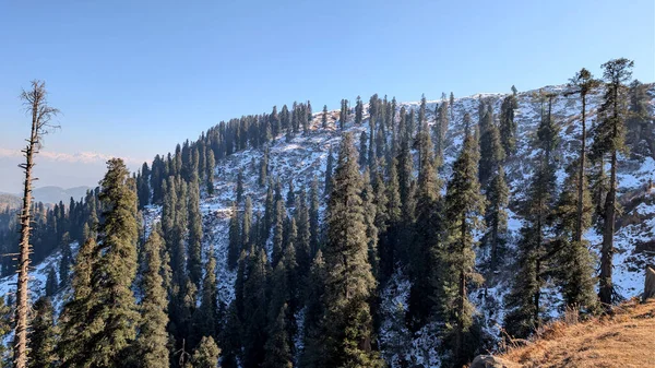 Uçsuz bucaksız bir yamaçtaki karla kaplı bir çam ormanının geniş panoramik manzarası..